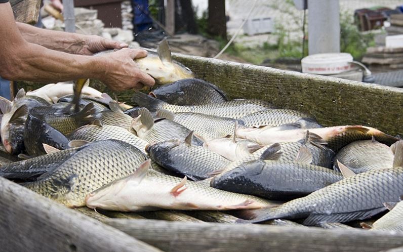 przetwórnia ryb śląsk